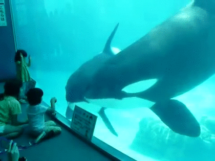 水族館の生き物を貼って癒されるトピ