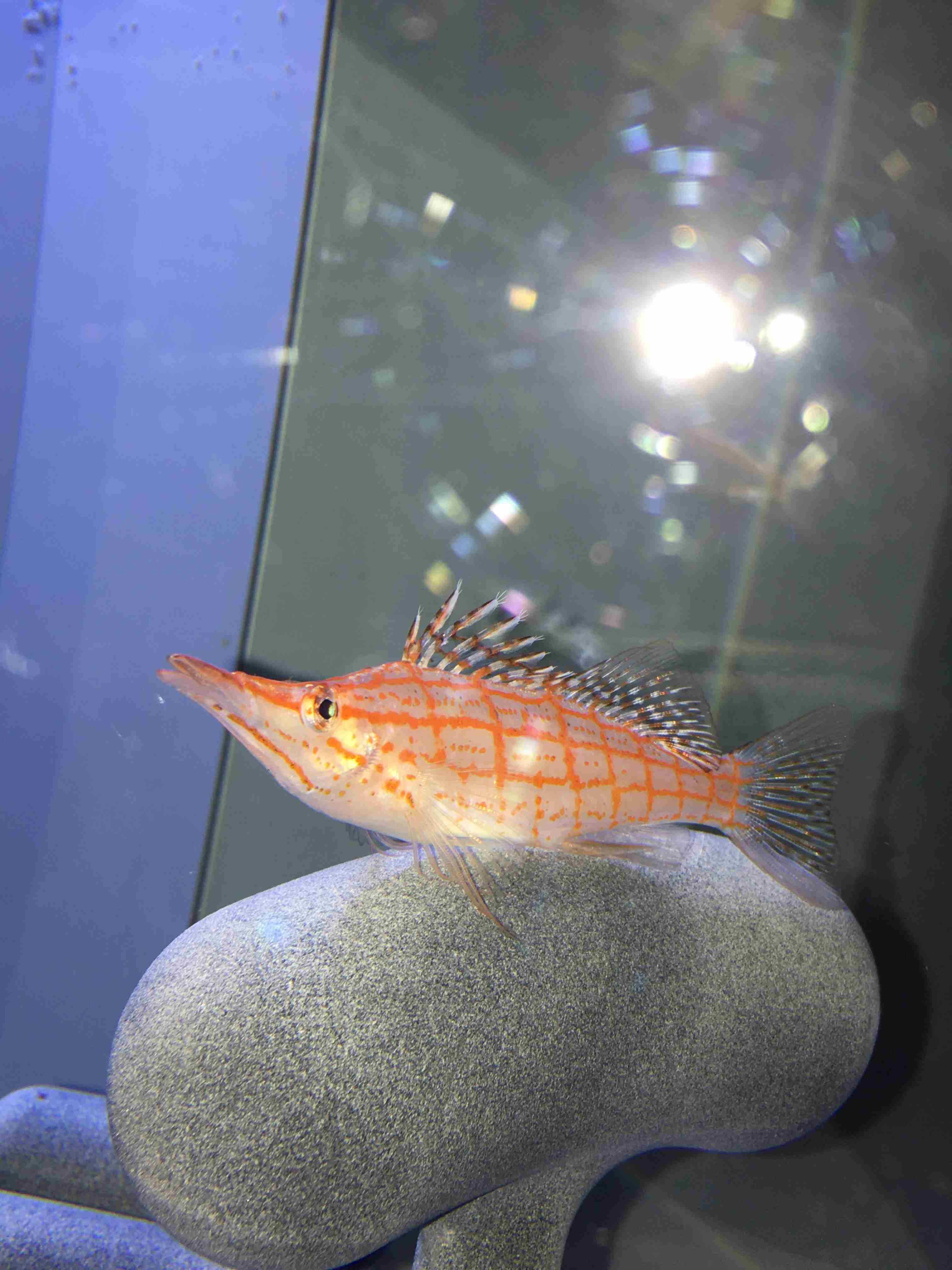 水族館の生き物を貼って癒されるトピ