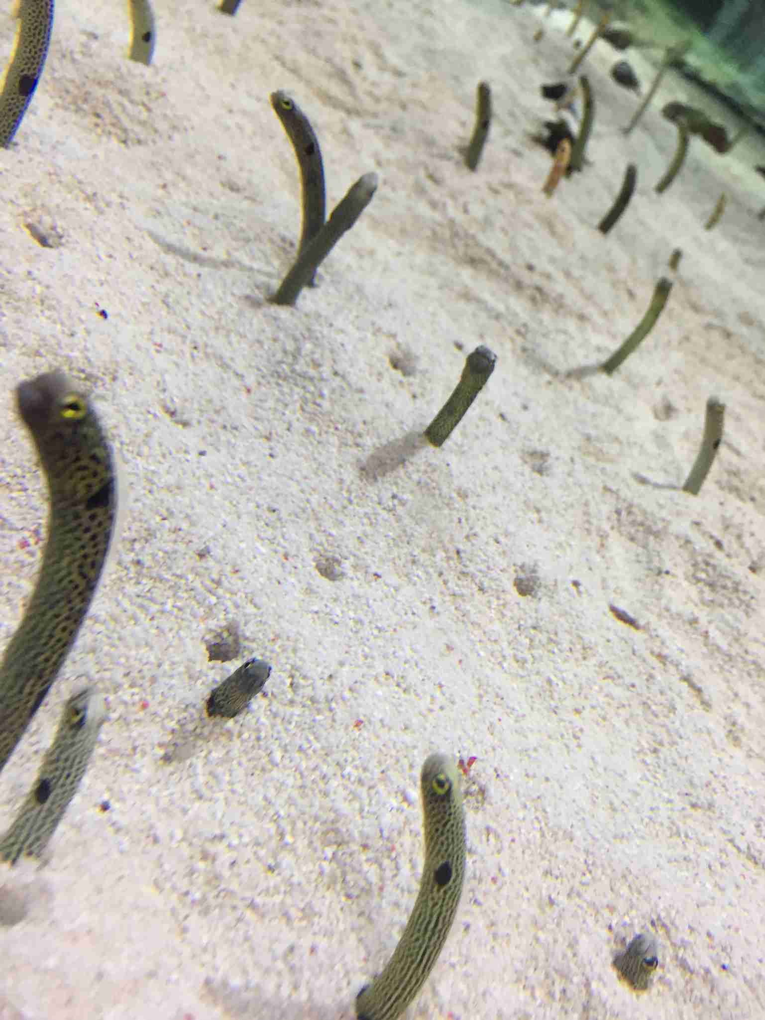 水族館の生き物を貼って癒されるトピ