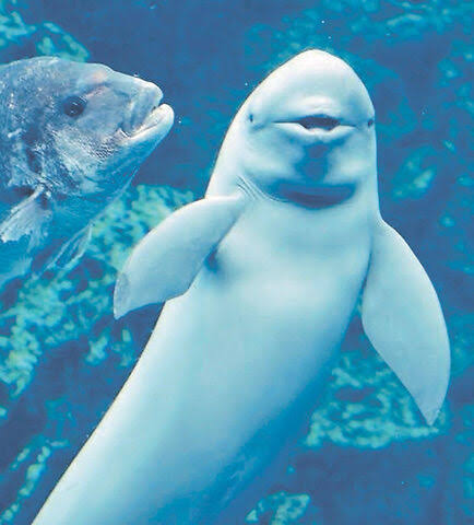 水族館の生き物を貼って癒されるトピ