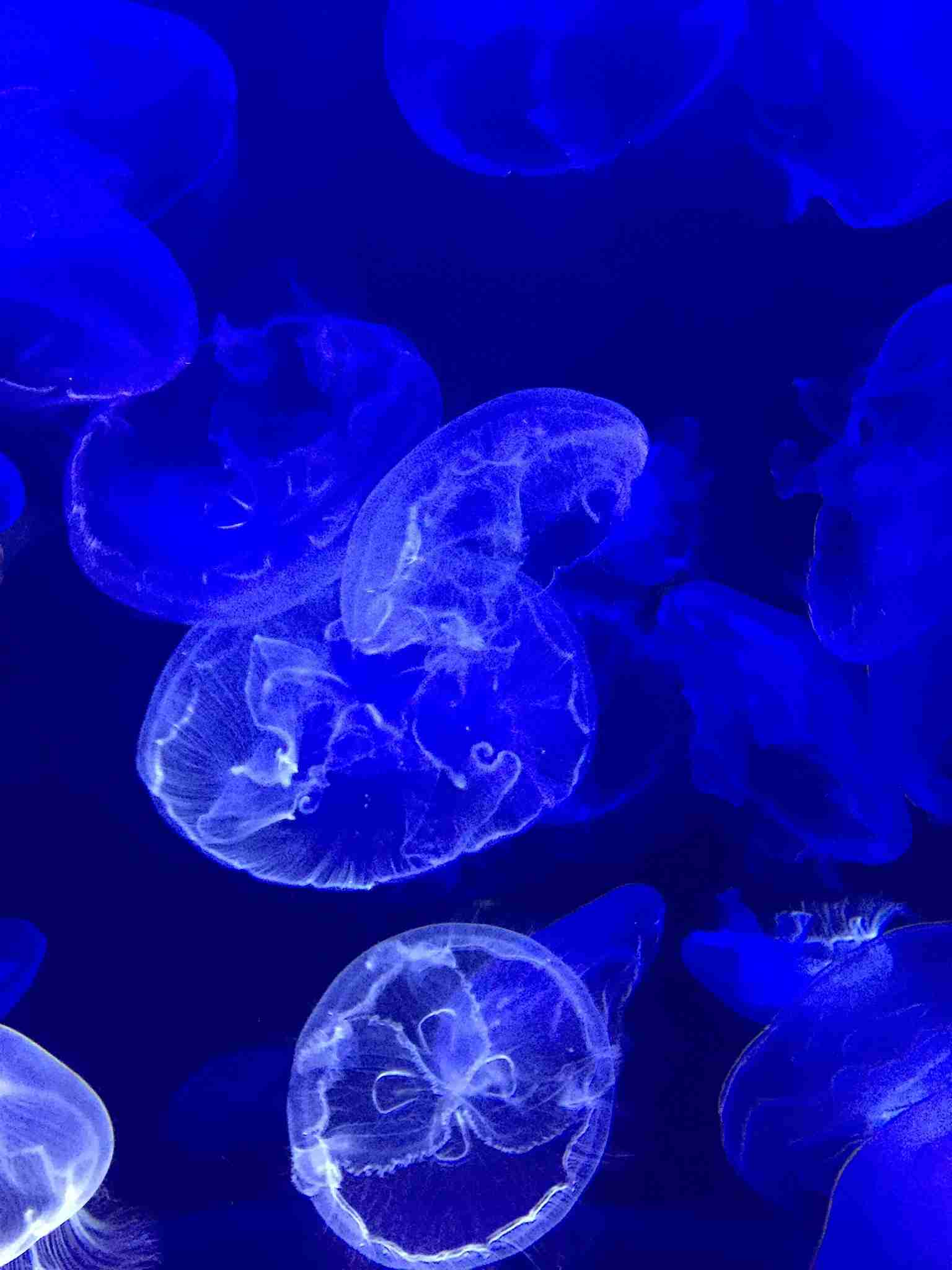 水族館の生き物を貼って癒されるトピ