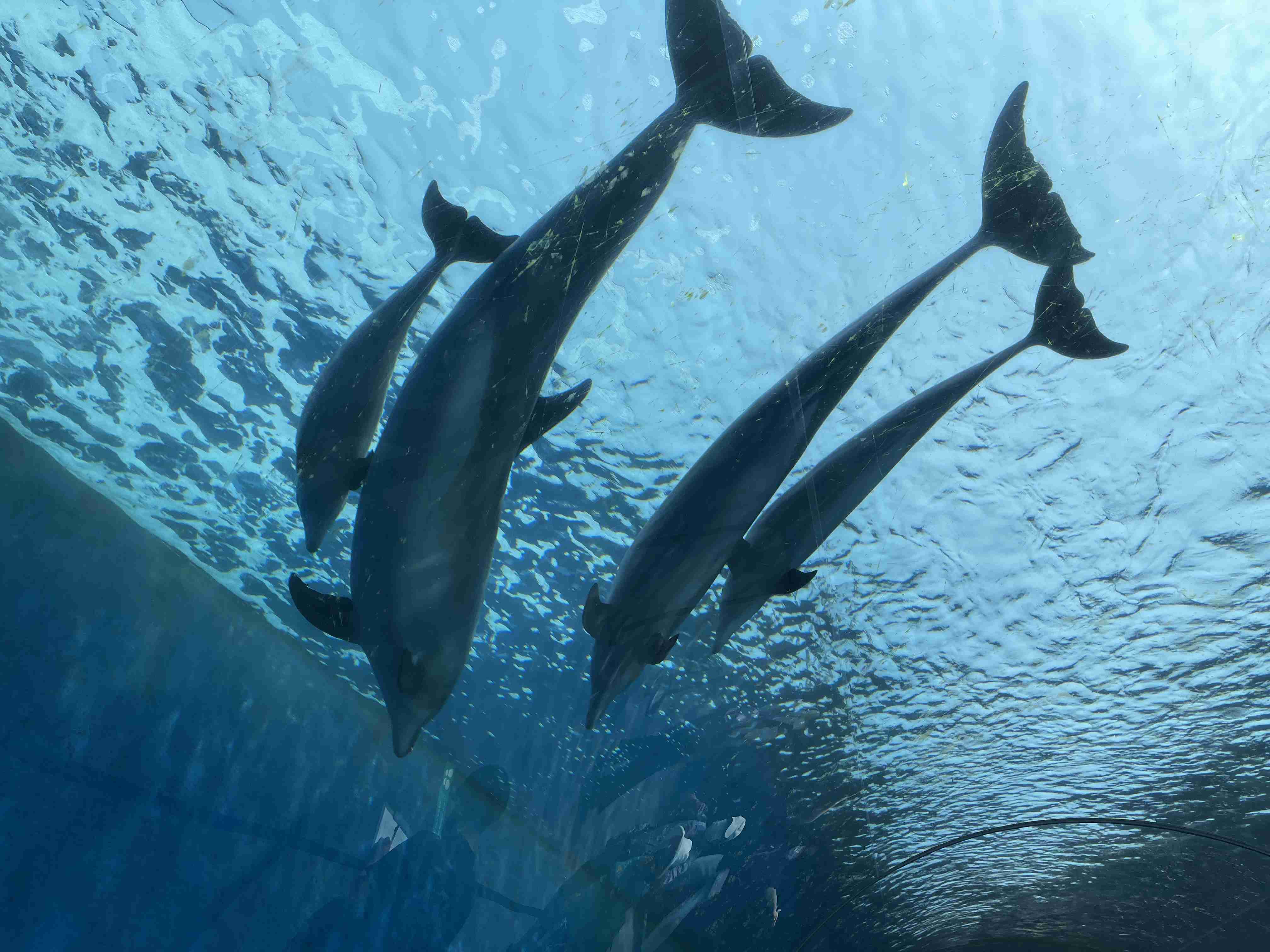 水族館の生き物を貼って癒されるトピ