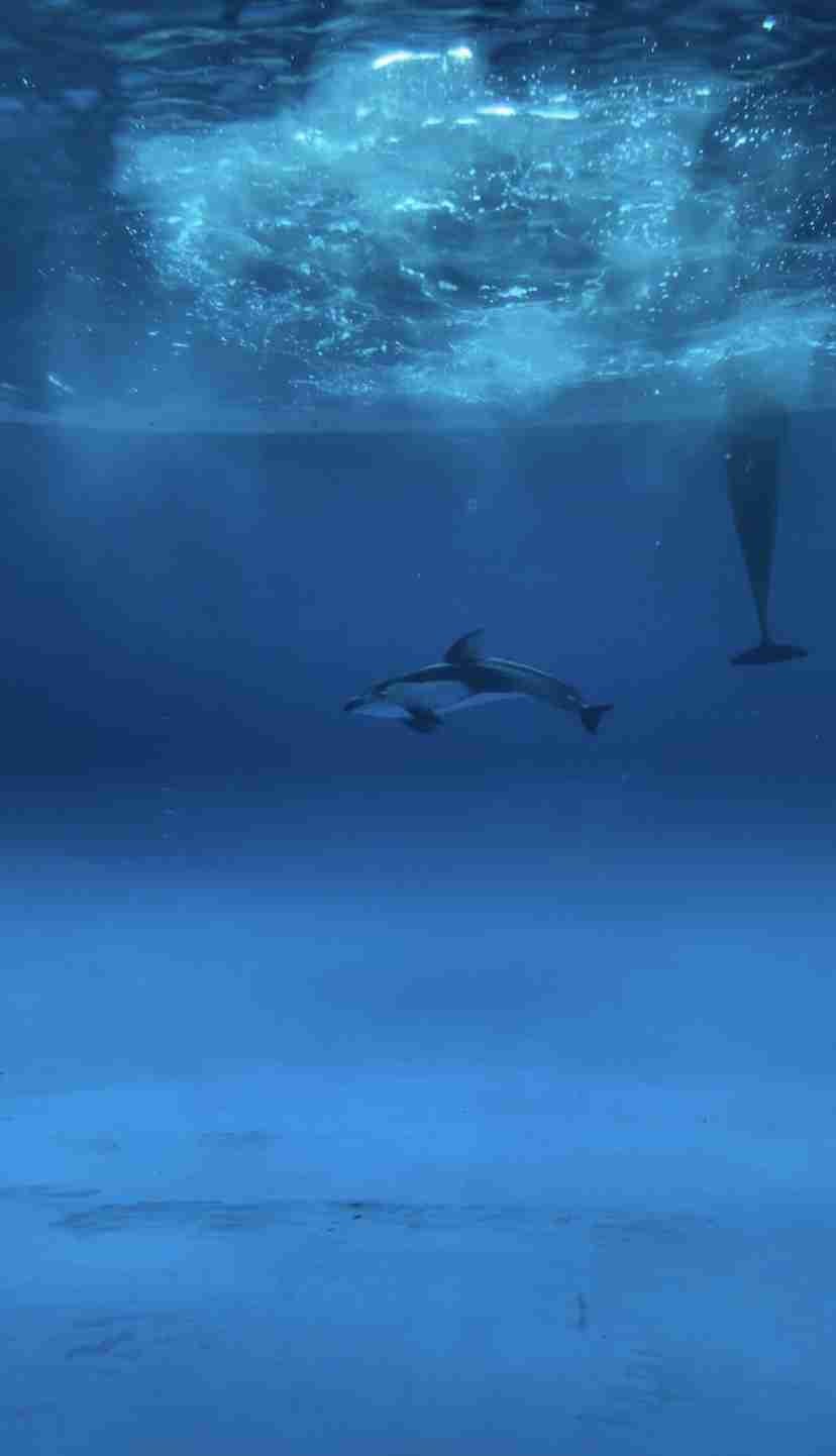 水族館の生き物を貼って癒されるトピ