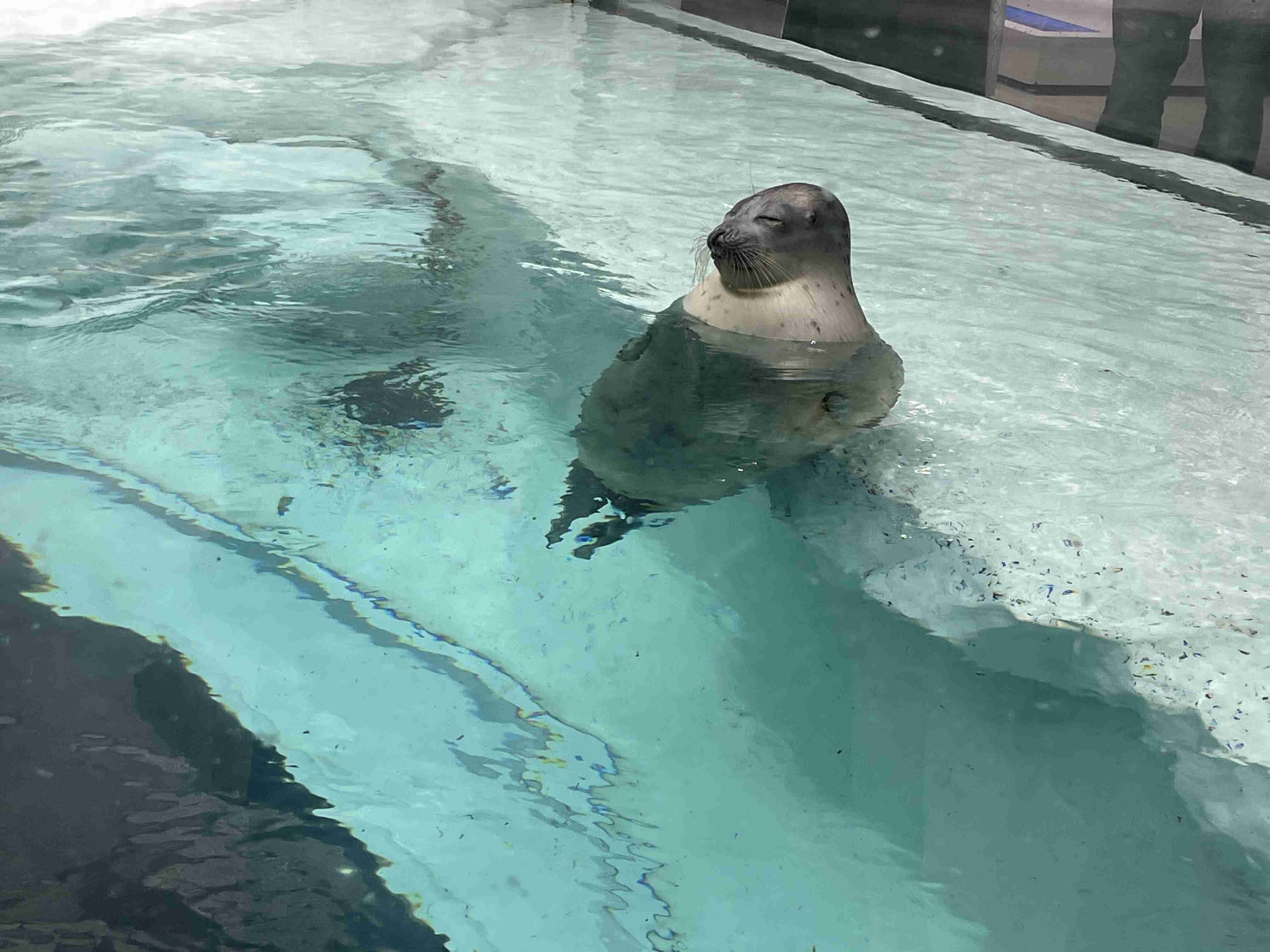 水族館の生き物を貼って癒されるトピ