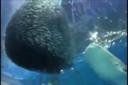 水族館の生き物を貼って癒されるトピ