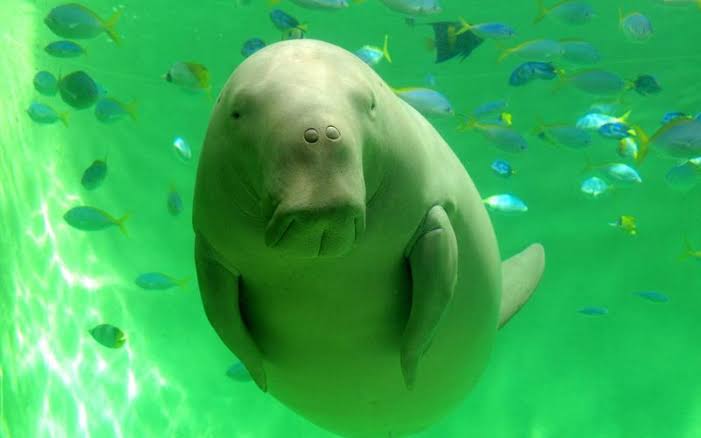 水族館の生き物を貼って癒されるトピ