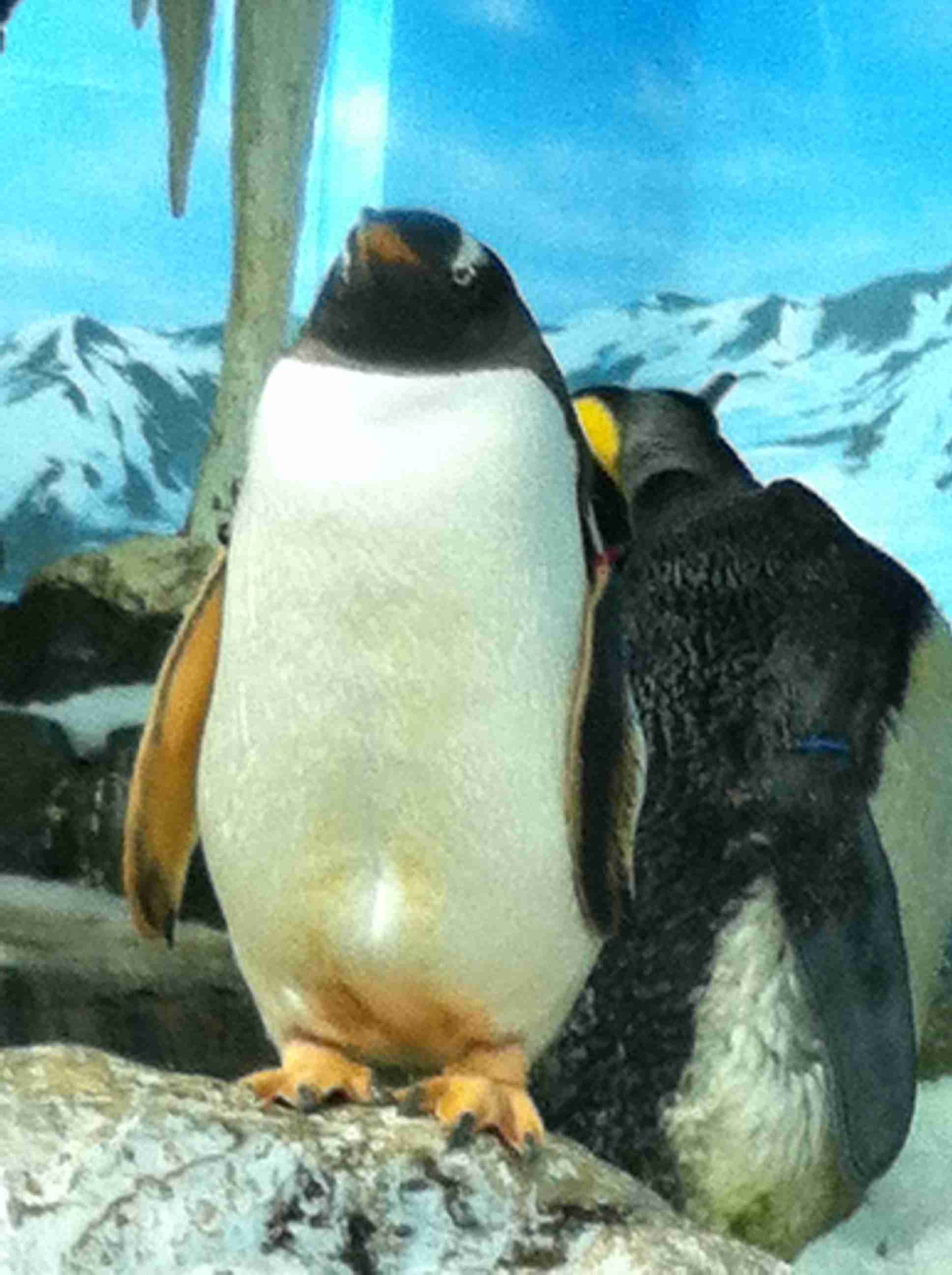 水族館の生き物を貼って癒されるトピ