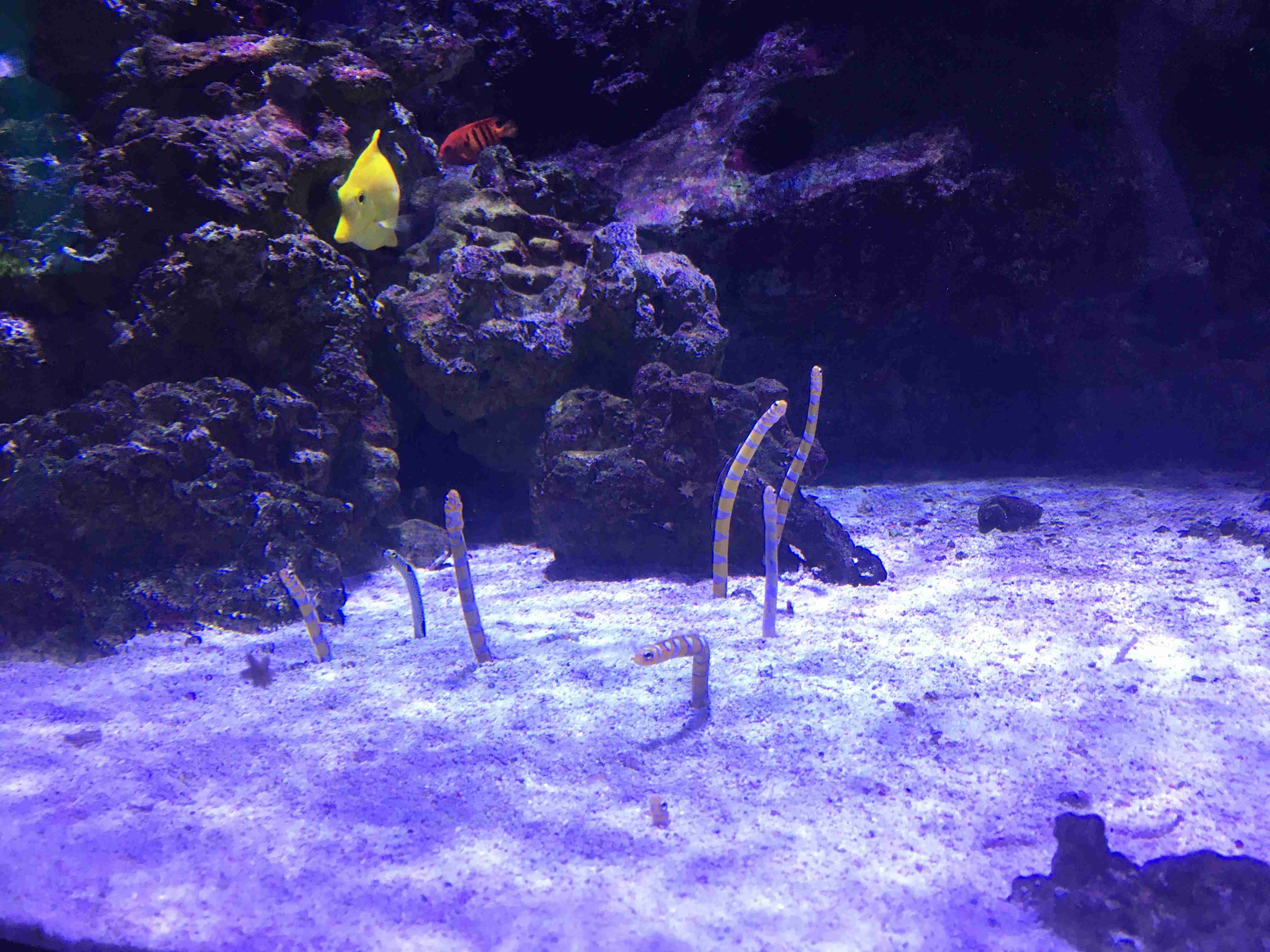 水族館の生き物を貼って癒されるトピ