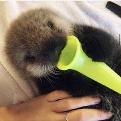 水族館の生き物を貼って癒されるトピ