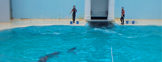 水族館の生き物を貼って癒されるトピ