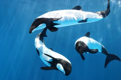 水族館の生き物を貼って癒されるトピ