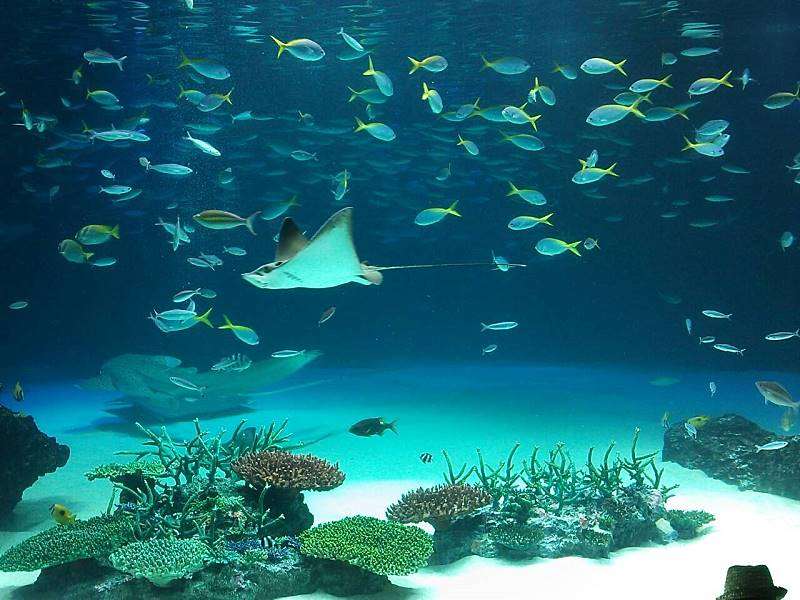 水族館の生き物を貼って癒されるトピ