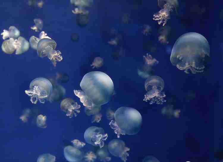 水族館の生き物を貼って癒されるトピ