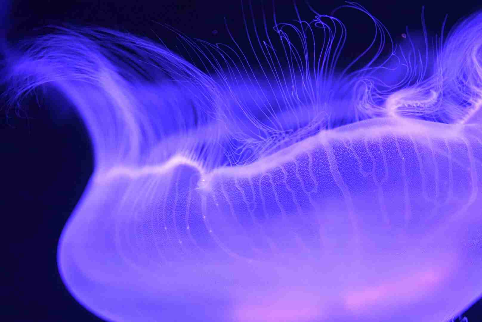 水族館の生き物を貼って癒されるトピ