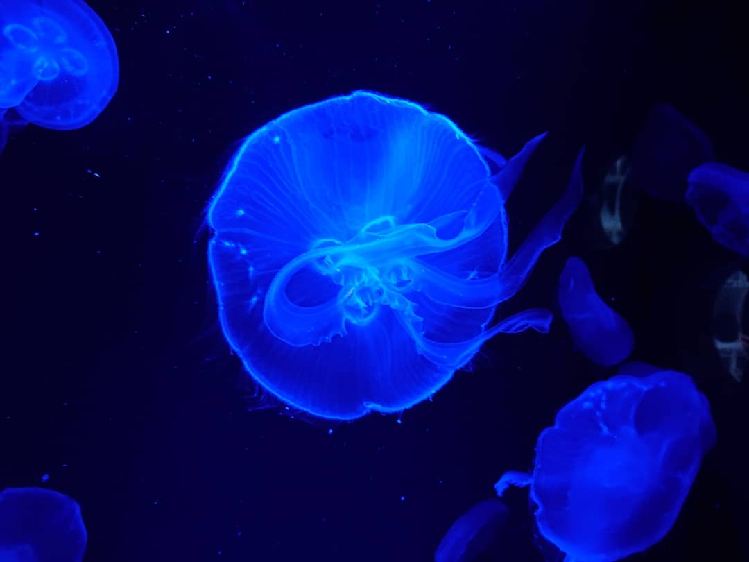水族館の生き物を貼って癒されるトピ