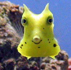 水族館の生き物を貼って癒されるトピ