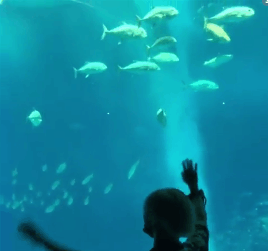 水族館の生き物を貼って癒されるトピ