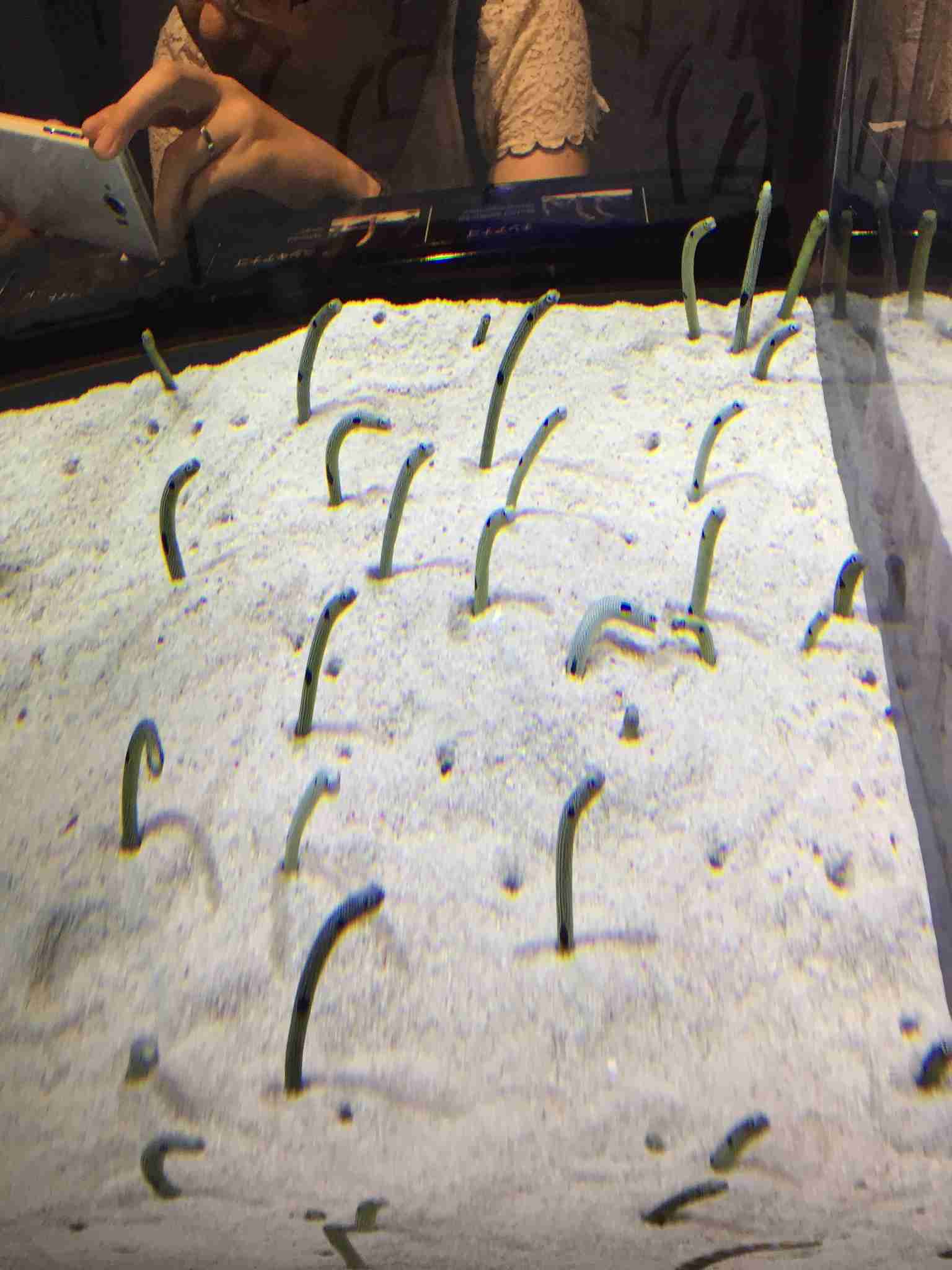 水族館の生き物を貼って癒されるトピ