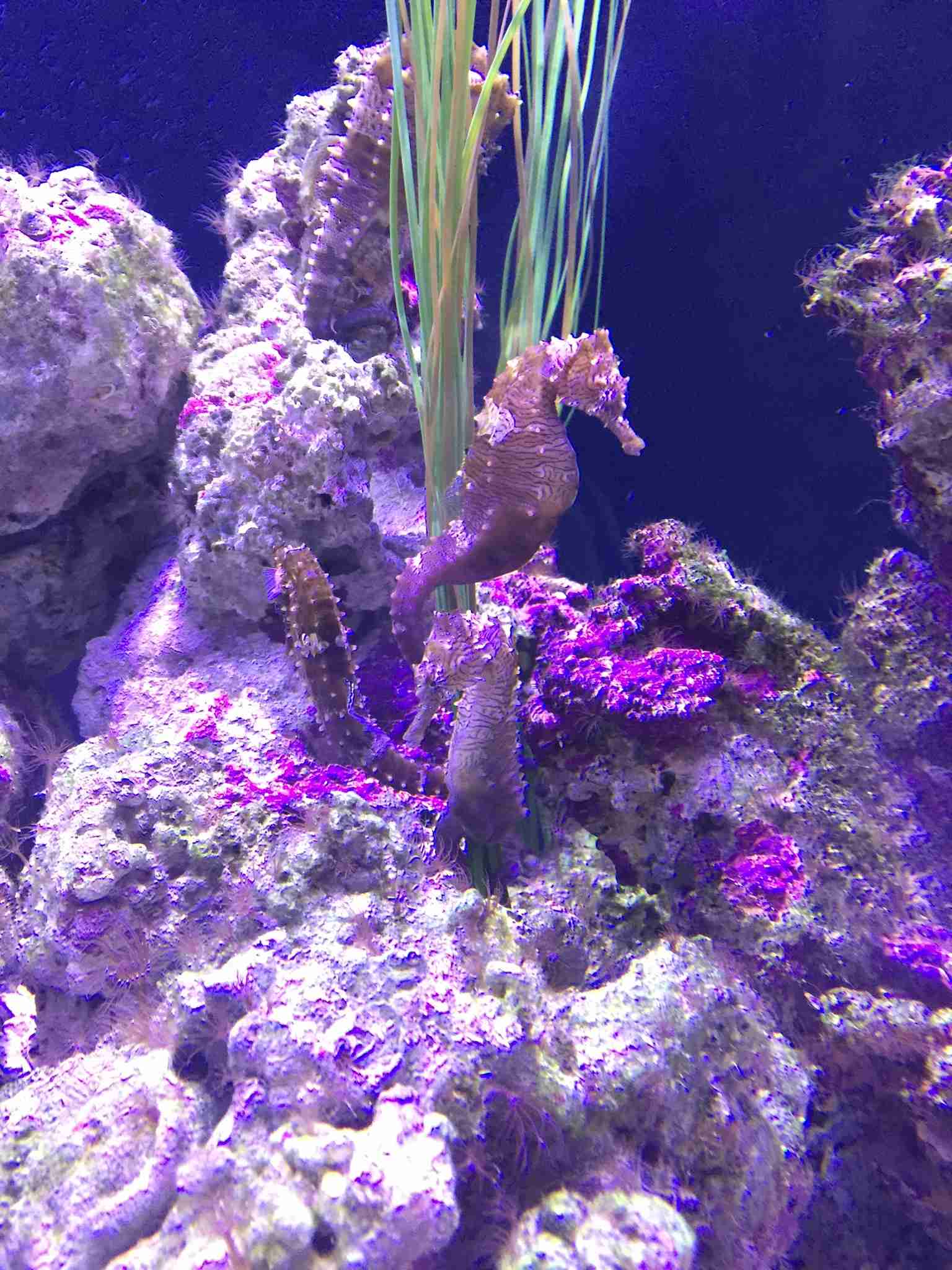 水族館の生き物を貼って癒されるトピ