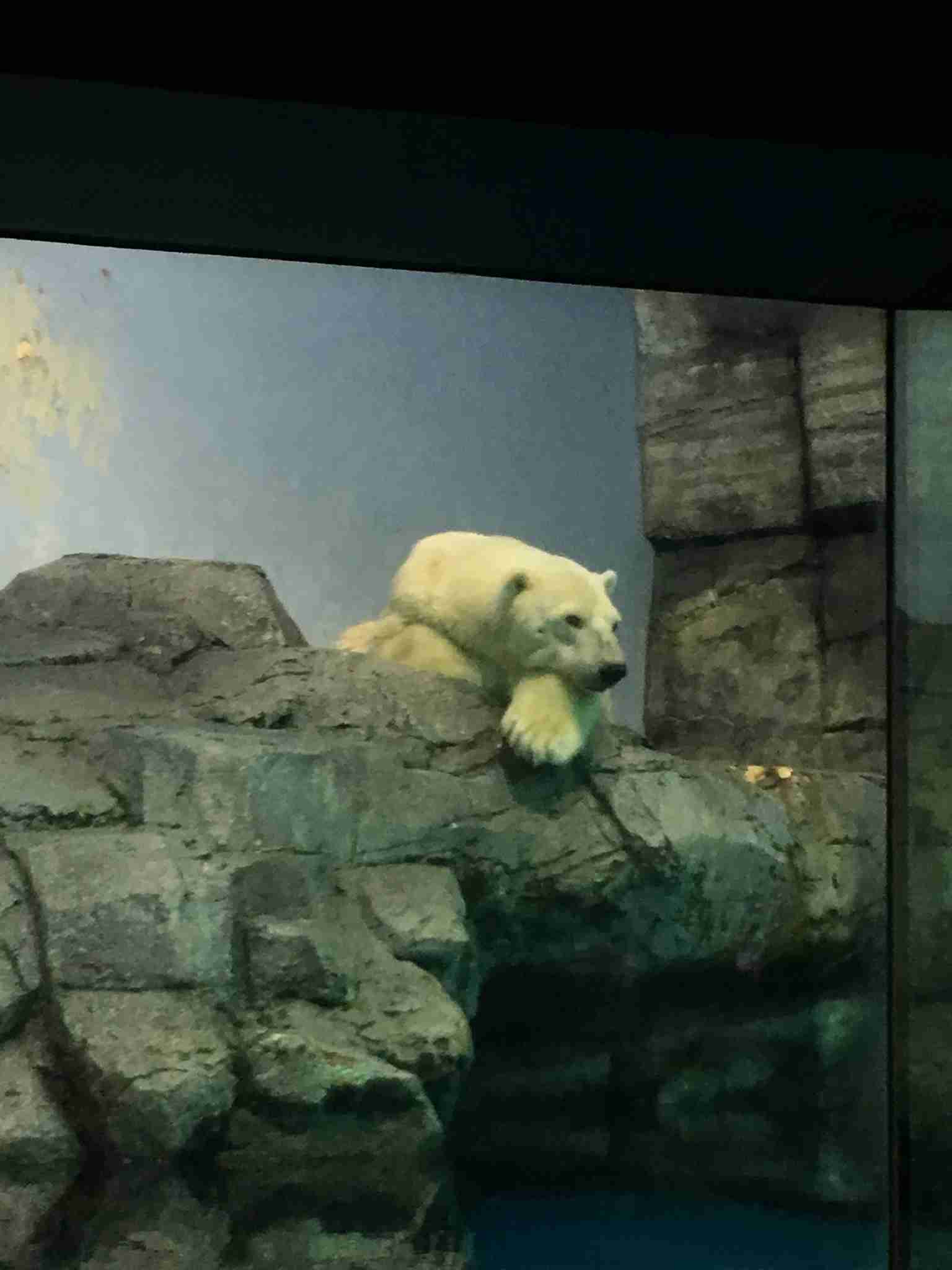 水族館の生き物を貼って癒されるトピ
