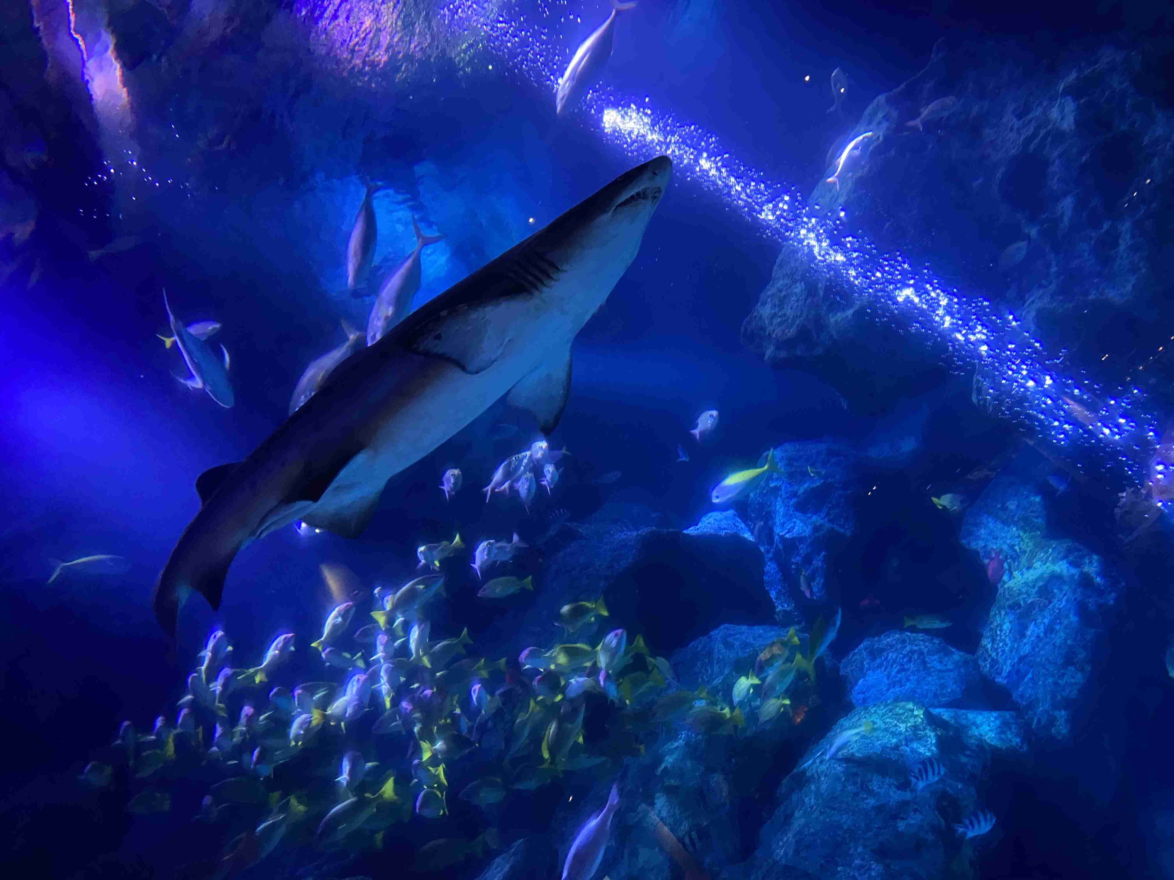 水族館の生き物を貼って癒されるトピ