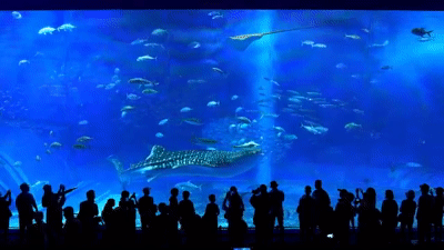 水族館の生き物を貼って癒されるトピ