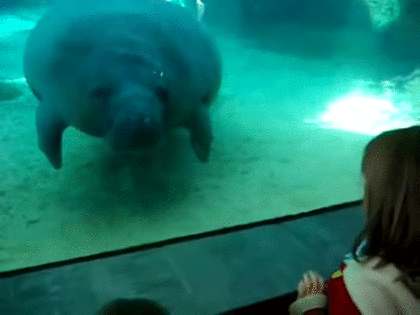 水族館の生き物を貼って癒されるトピ