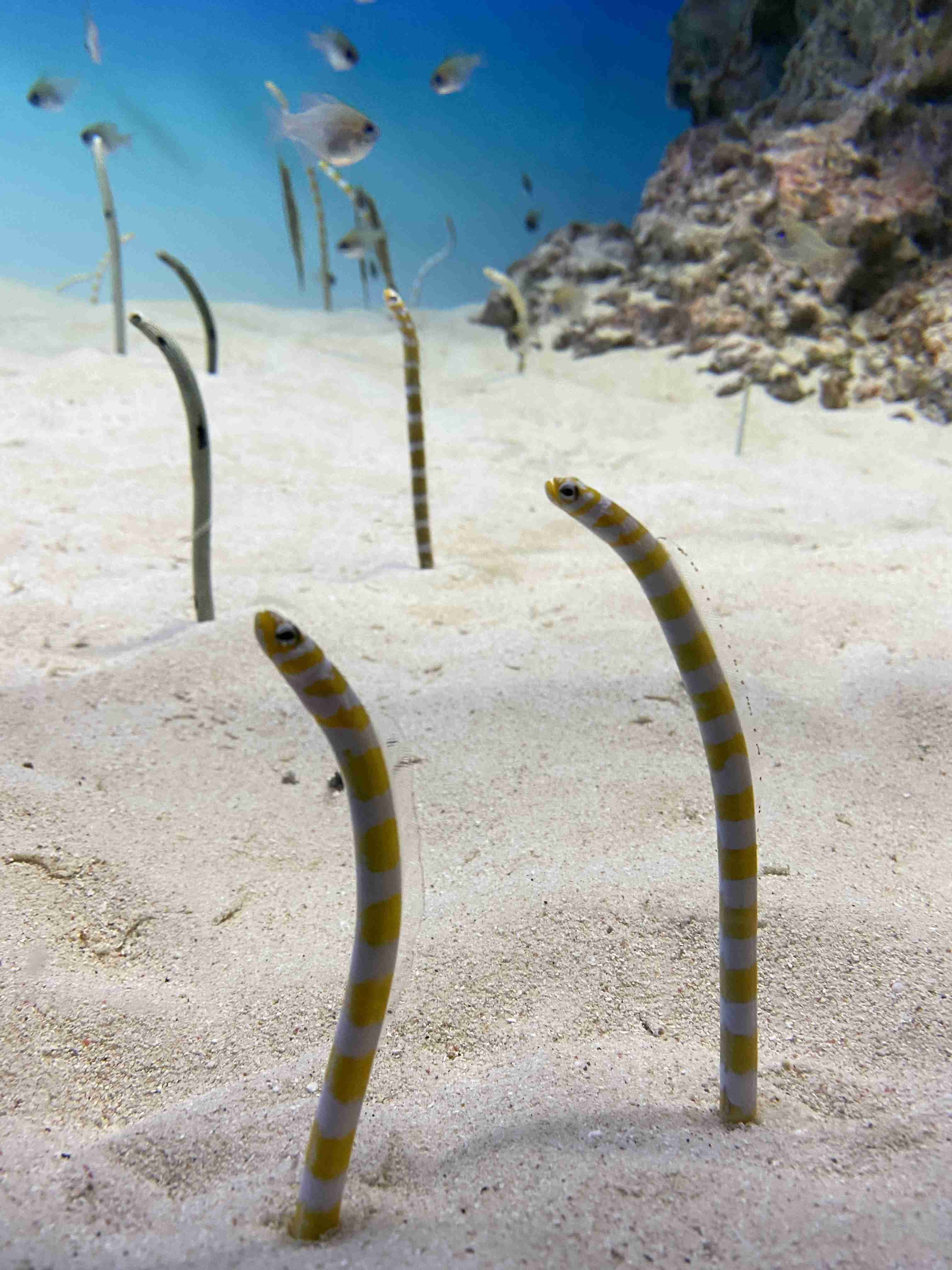 水族館の生き物を貼って癒されるトピ