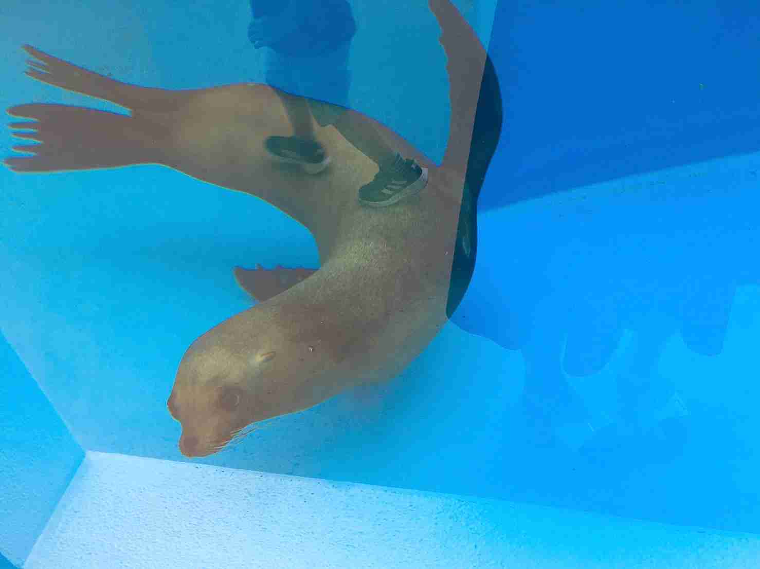 水族館の生き物を貼って癒されるトピ