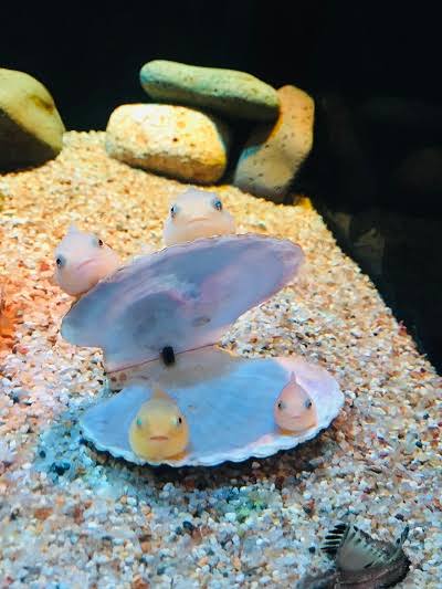 水族館の生き物を貼って癒されるトピ
