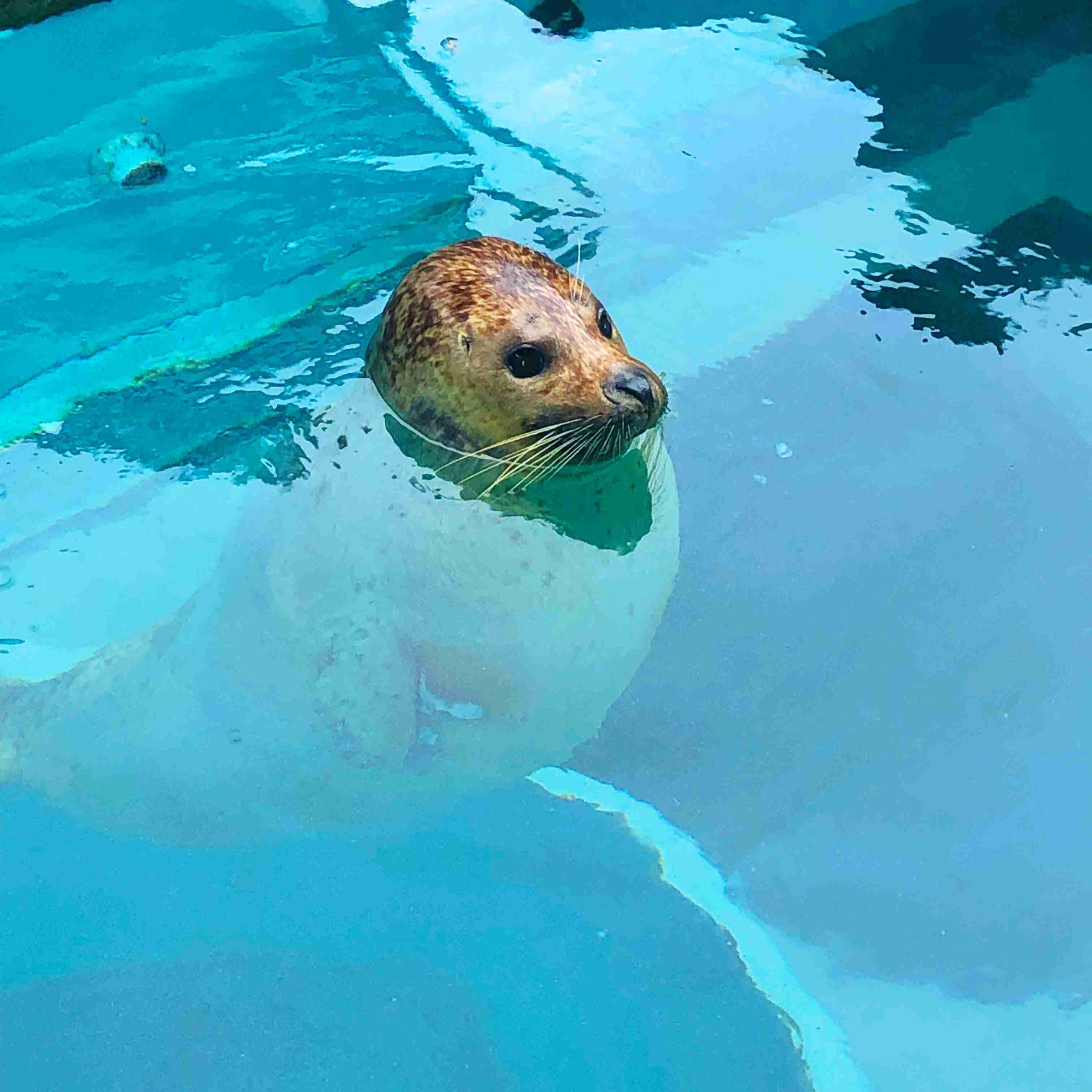 水族館の生き物を貼って癒されるトピ