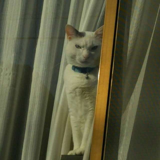 婚活アプリで「トランプ夫人似の金髪美女」から来た怪しいメッセージ