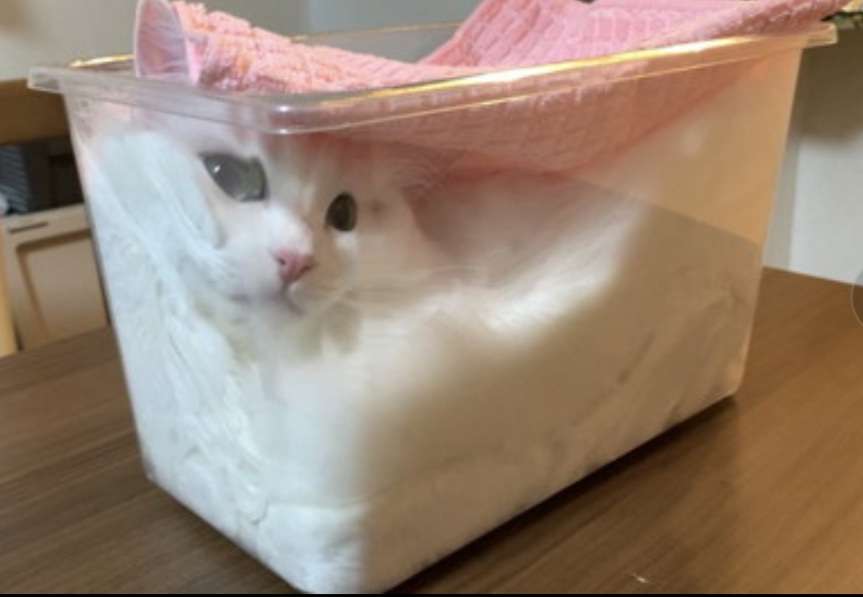 婚活アプリで「トランプ夫人似の金髪美女」から来た怪しいメッセージ