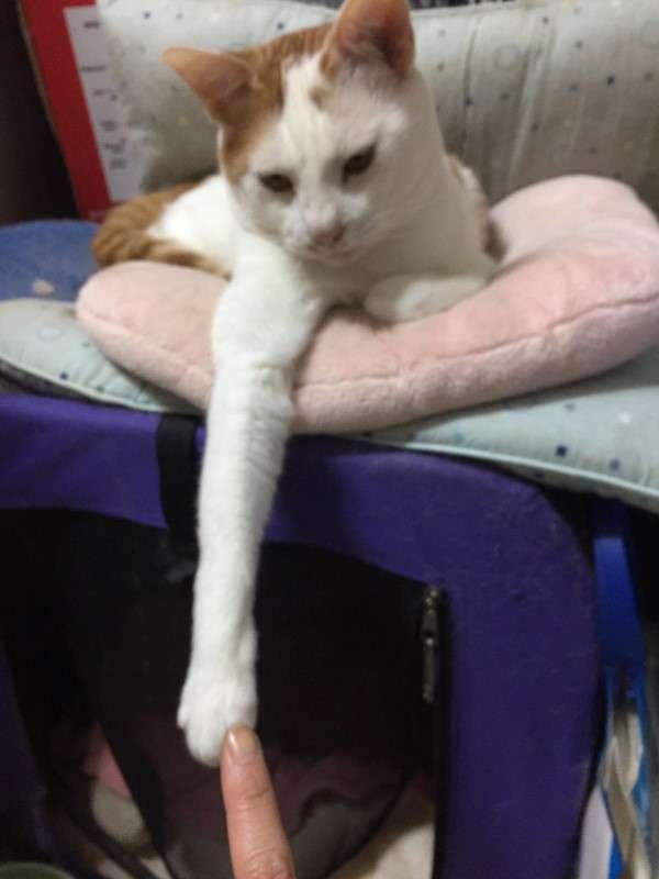 画像でETごっこ