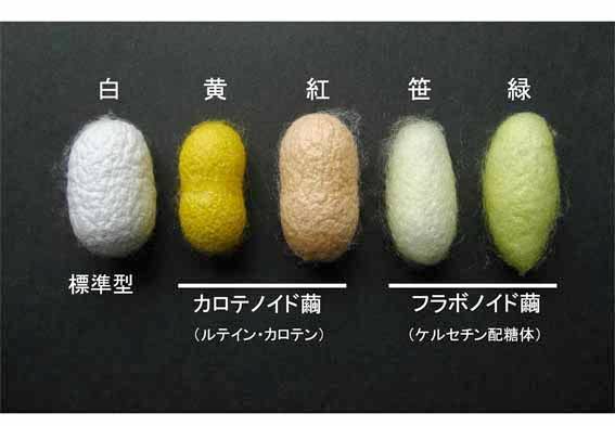 氷川きよし、全身黒レースの美しい“サナギ”姿「もだえる幼虫は蛹から蝶へ」
