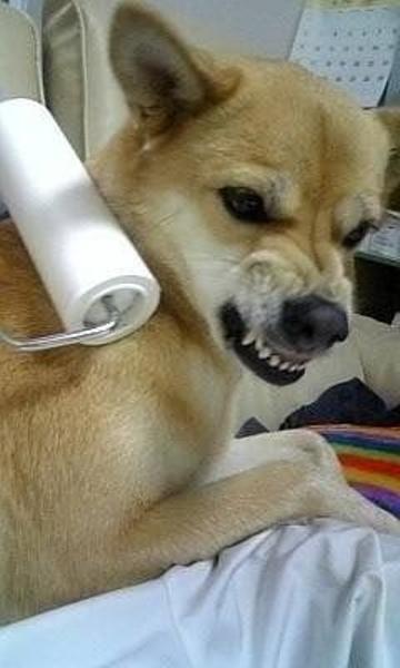 コロコロ大好き