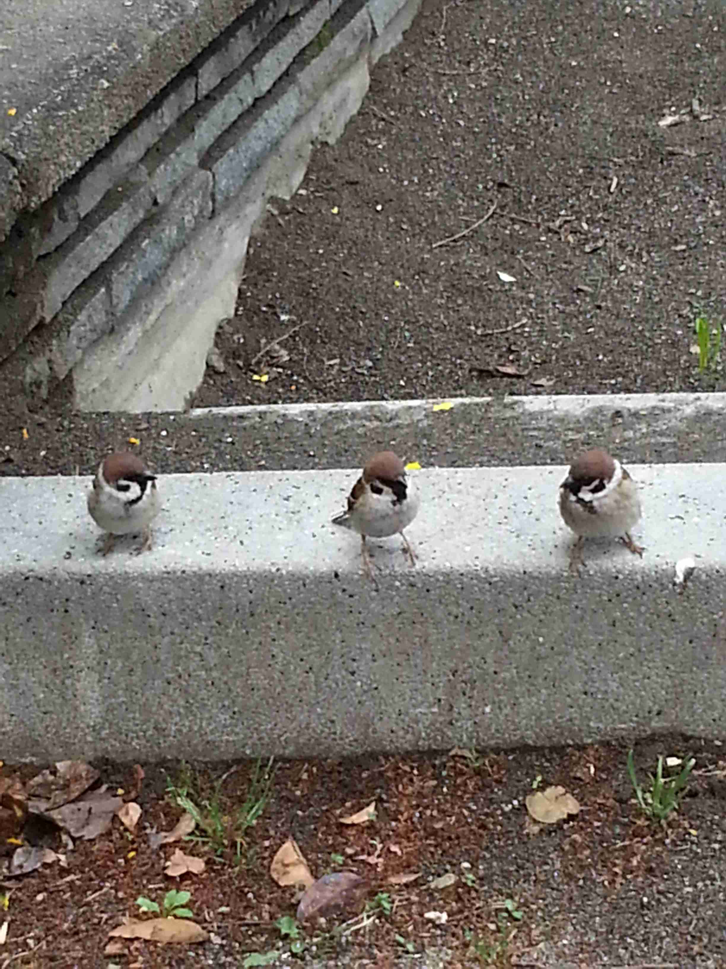 日テレ「ウチのガヤ」終了へ　人気番組に見切りを付けた日テレの考え