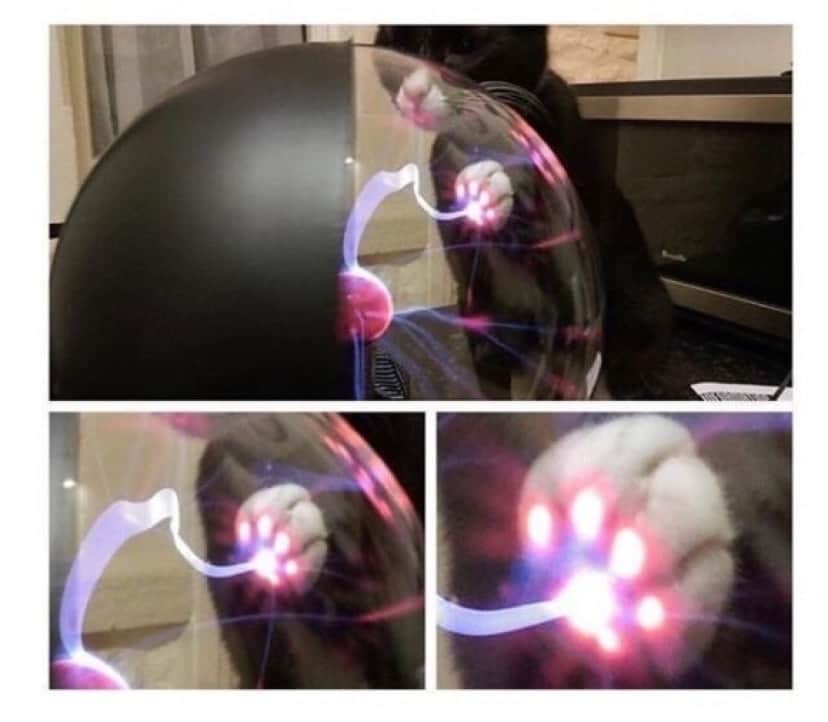 一番珍しい画像を貼った人が優勝part2