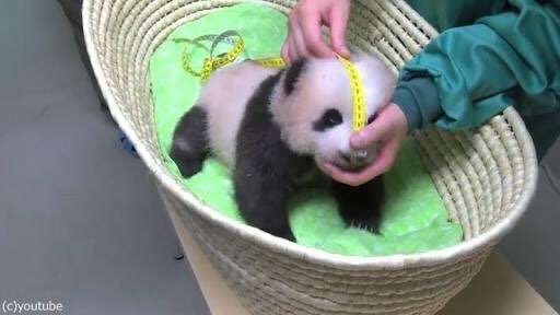 双子パンダ、模様うっすら　性別はまだ不明―上野動物園