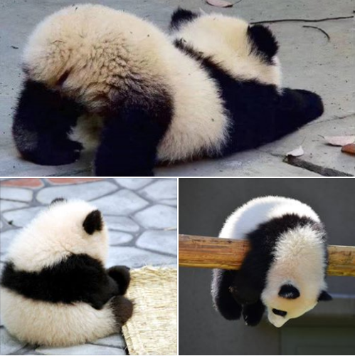 双子パンダ、模様うっすら　性別はまだ不明―上野動物園