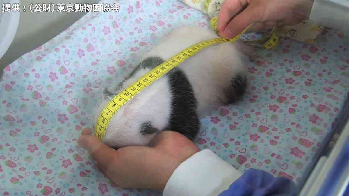 双子パンダ、模様うっすら　性別はまだ不明―上野動物園