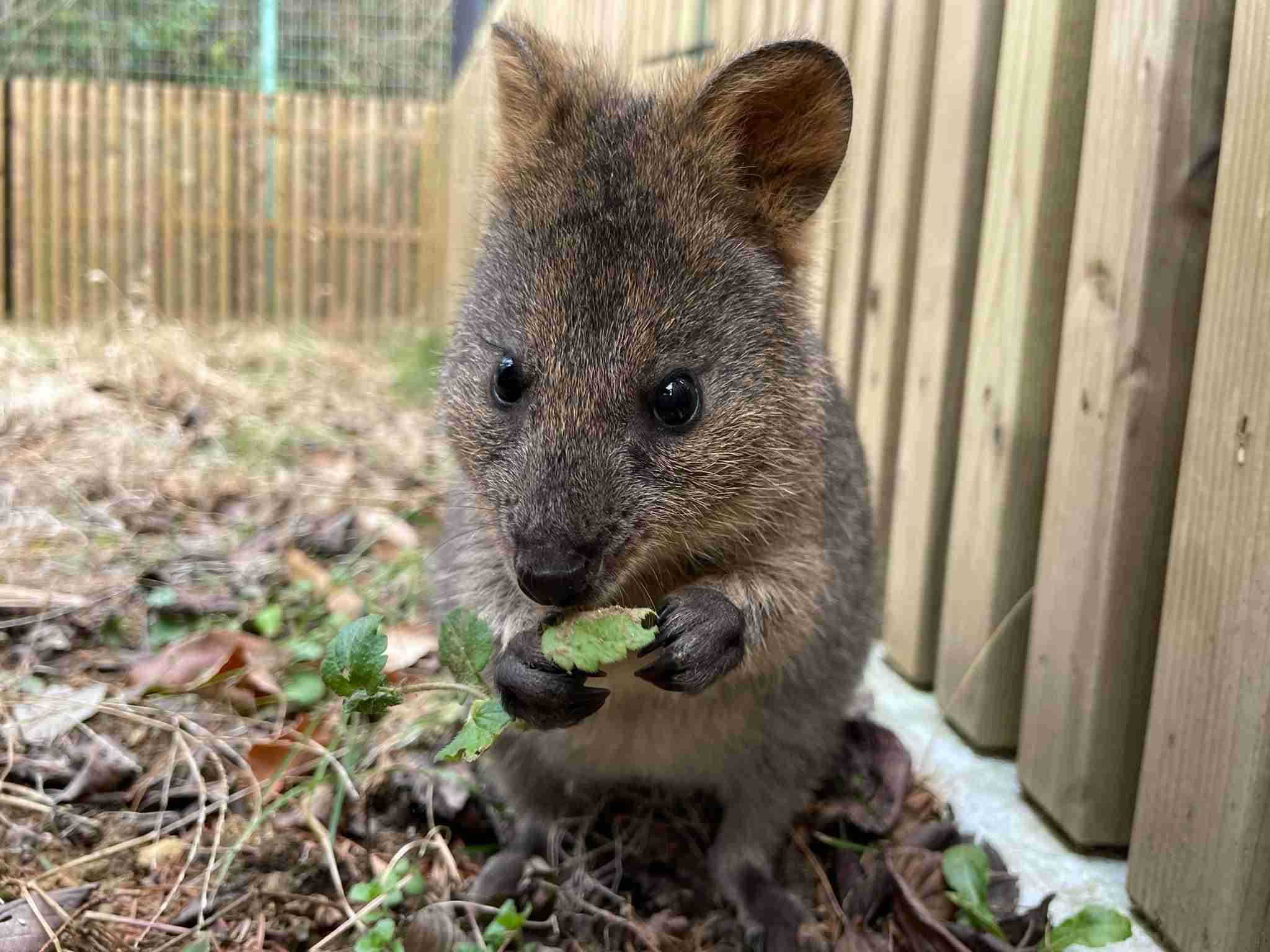 クアッカワラビーを愛でるトピ その5 ガールズちゃんねる Girls Channel