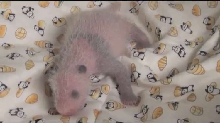 上野動物園で双子のパンダが生まれる