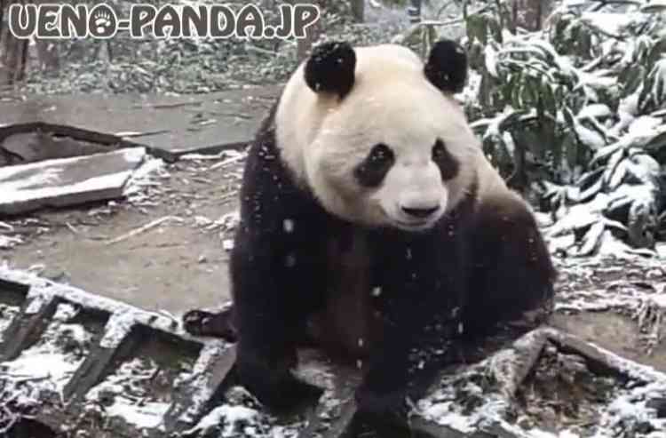 上野動物園で双子のパンダが生まれる