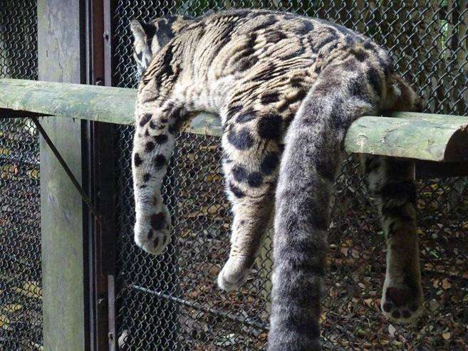 色んな尻尾が見たい！