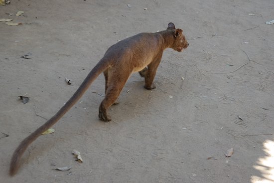 色んな尻尾が見たい！