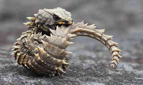 色んな尻尾が見たい！