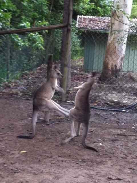 色んな尻尾が見たい！