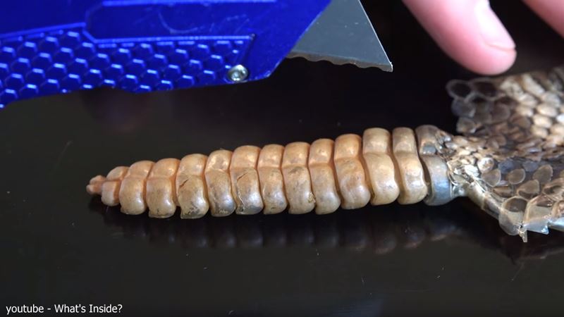 色んな尻尾が見たい！