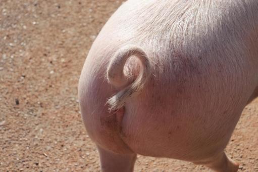 色んな尻尾が見たい！